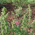 Cotoneaster gracilis P15